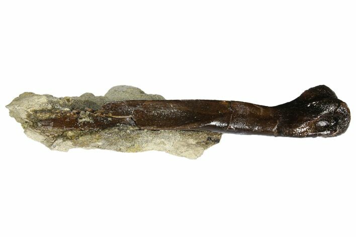 Theropod Middle Metatarsal - Judith River Formation #145541